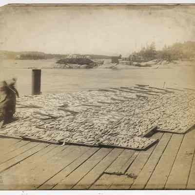 Drying Sardines, Green's Landing Packing Company, Maine