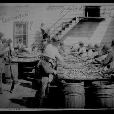 Cleaning Small Herrings at Sardine Company | Eastport, Maine
