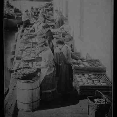 Putting Sardines on Flakes for Drying, Eastport, Maine