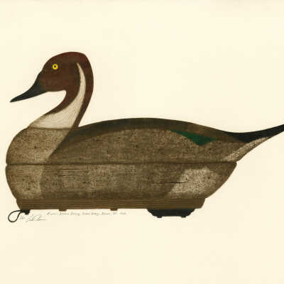 Pintail Drake Decoy, Cork Body, Essex, Ct. | Arthur Nevins