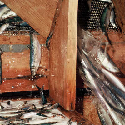 McCurdy Smokehouse | Frank Van Riper