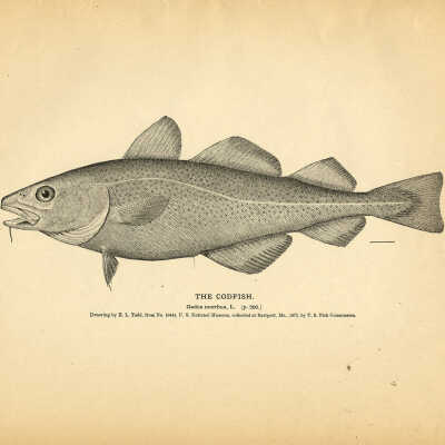 The Codfish | H.L. Todd | 1884