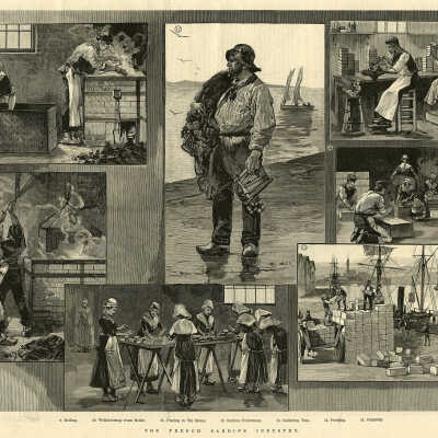 The French Sardine Industry | Illustrated London News | 1890