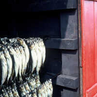 Frank Van Riper (1946- ) | McCurdy Smokehouse
