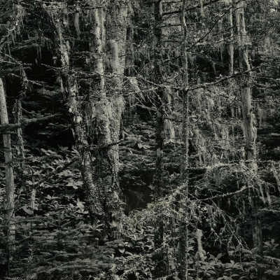 Woods, Lubec, Maine | Paul Caponigro | c.1960
