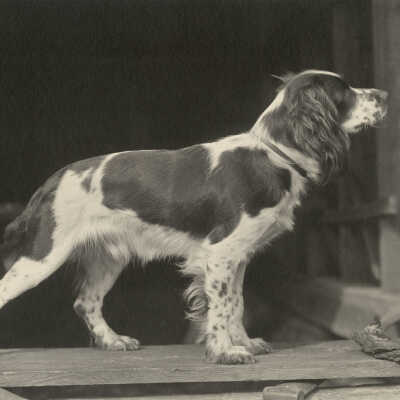 Captain Stubs in a Pointing Pose [Duck Lake, Maine] | William Lyman Underwood