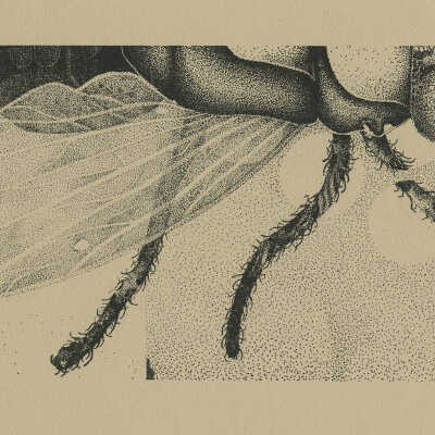 Fly | Bernie Vizani