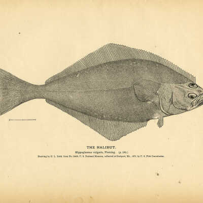 The Halibut | Drawing by H.L. Todd