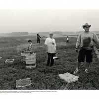 David Brooks Stess (1961- ) | Cory & Family, Blueberry Harvest