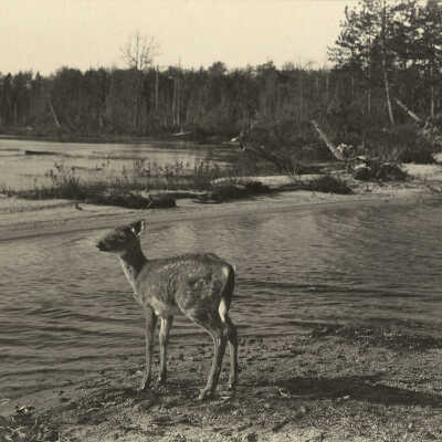 Young Deer near Duck Lake, Maine | William Lyman Underwood