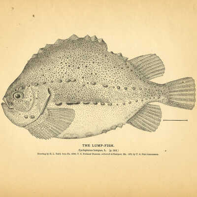 The Lump-Fish | [No Artist Defined]