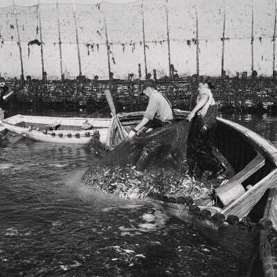 Weir Fishing Scene, Blacks Harbour, New Brunswick | [No Artist Defined]