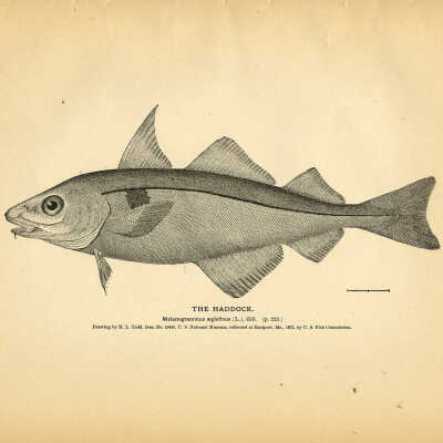 The Haddock | [No Artist Defined]