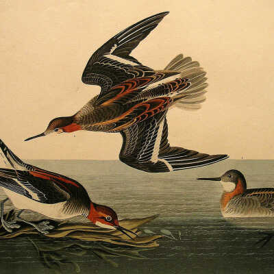 Hyperborean Phalarope | After John James Audubon