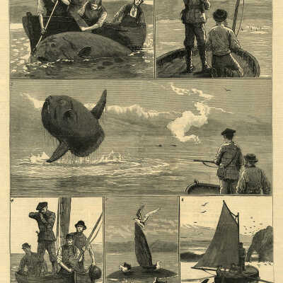 Sun-Fish Shooting | Illustrations From The Graphic, May 19, 1883, p. 520