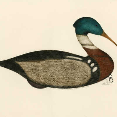 Red Breasted Merganser Drake Decoy, North Eastern Maine, | Arthur Nevins