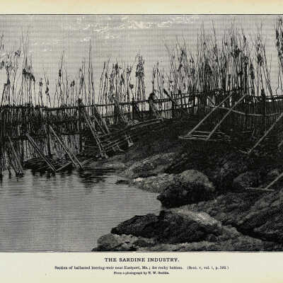The Sardine Industry. Plate 131 | From a photograph by T.W. Smillie
