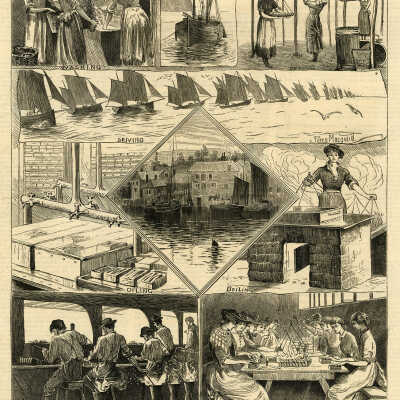 The Sardine Fishery in Cornwall | [No Artist Defined]