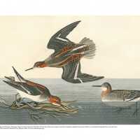 Hyperborean Phalarope | John James Audubon