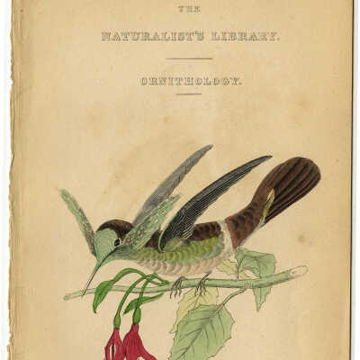 The Naturalist's Library - Ornithology