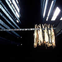 
							Representative image for McCurdy Smokehouse folder								