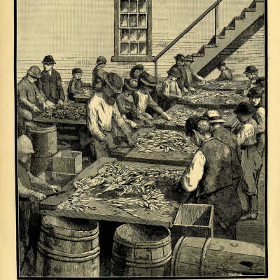 The Sardine Industry. Plate 137 | From a photograph by T.W. Smillie