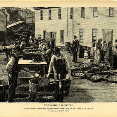 The Sardine Industry. Plate 138 | From a photograph by T.W. Smillie