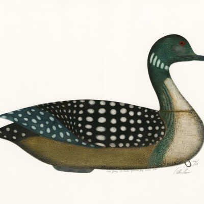 Loon Decoy, 1/2 Scale, Machias Bay, Maine | Arthur Nevins
