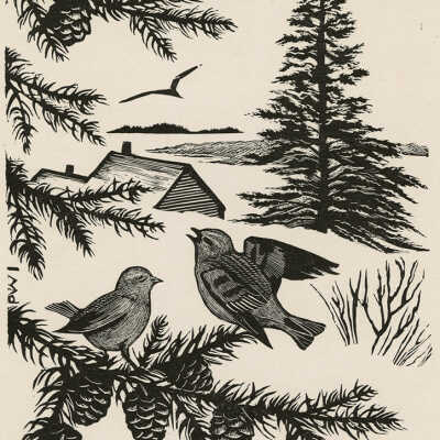 Snow Buntings | Pauline Inman
