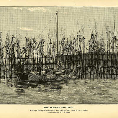 The Sardine Industry. Plate 132 | From a photograph by T.W. Smillie