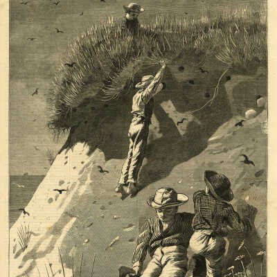 Raid on the Sand-Swallow Colony — How many eggs? — Drawn by Winslow Homer | Winslow Homer