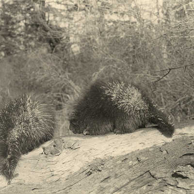 Two Porcupines | William Lyman Underwood