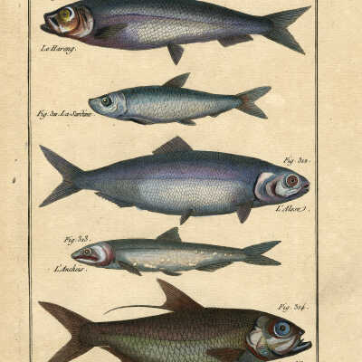 Histoire Naturelle - La Sardine | [No Artist Defined]