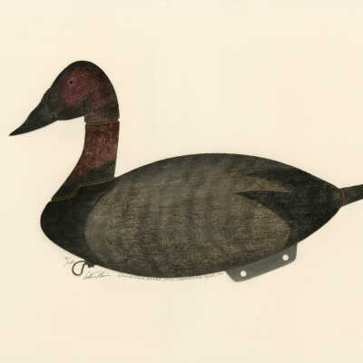 Canvas Back Drake Decoy, Cobscook Bay, Maine | Arthur Nevins