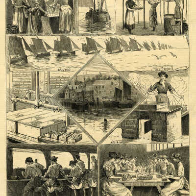 The Sardine Fishery in Cornwall | The Graphic | July 17, 1880