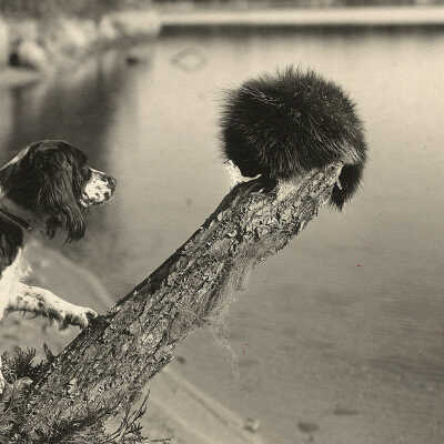 Capt. Stubbs, _____ Spaniel given him by _________ | William Lyman Underwood