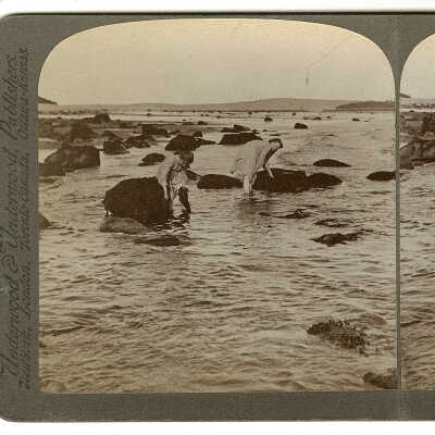 Gathering Dulse, Bay of Fundy, Saint John, New Brunswick | Underwood and Underwood