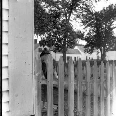 Dog at Hill Street, Saco, ME