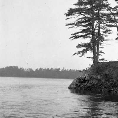 Pine tree, Camp Ellis, ME