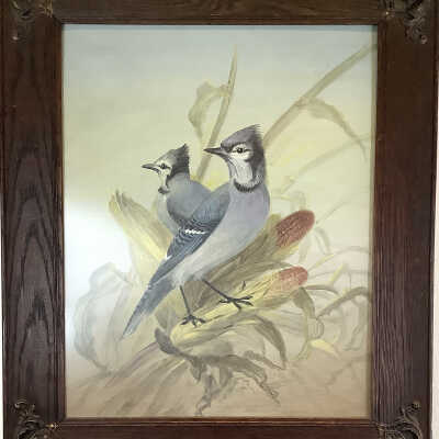 Blue Jays with Corn