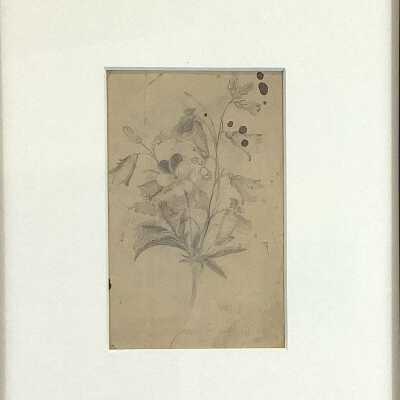 Violets, Lady Slippers and Bell Flowers
