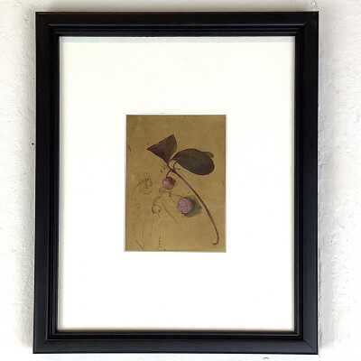 Study of Berries and Leaves