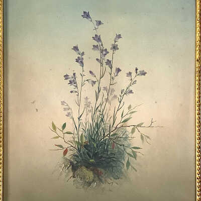 Harebells