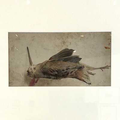 Study of a Dead Bird