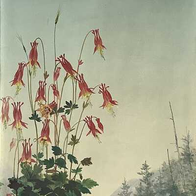 Columbines