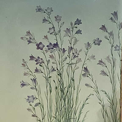 Harebells