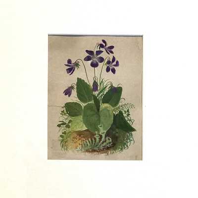 Wild Violets