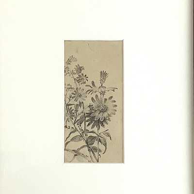 Daisy Plant / Daisies and Insect