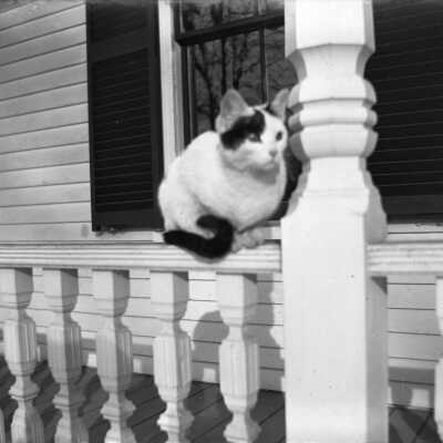 Cat at Hill Street, Saco, ME