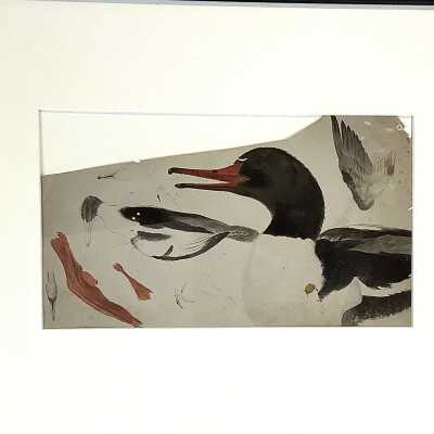 Study of a Duck